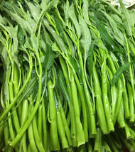 Fresh Garden 50 Thai Water Spinach seeds Ong Choy Kangkong Kong Xin Cai ... - $9.98