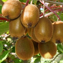 Actinidia deliciosa seeds kiwi the fuzzy kiwifruit Chinese gooseberry graines - £4.12 GBP+