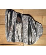 Orthoceras fossils large tablet plate 9&quot; x 7&quot; x 1.5&quot; fossil centerpiece - $1,394.69 MXN