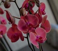 Phalaenopsis Giant Orchid Flower Big Flowers, 100 Seeds D - £11.20 GBP