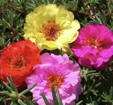 PORTULACA Double Flowered Mix, 500 Seeds+BUY 2 GET 1 FREE? - £6.11 GBP