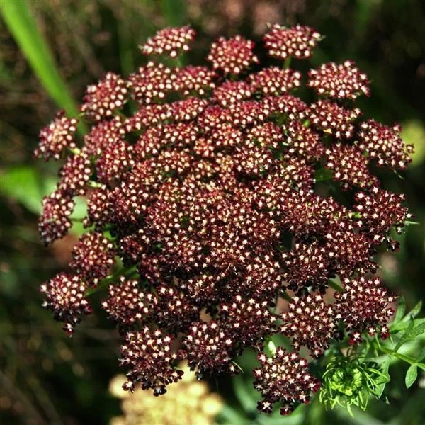 Daucus carota Queen Anne&#39;s lace Purple Kisses - 25 Seeds, Non-GMO - $8.69