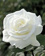 25 Seeds White Rose  Flower Fragrant - £6.61 GBP