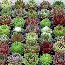 50 Sempervivum Hardy Species Mix Succulent Flower Seeds Long Lasting Garden Fres - $16.77