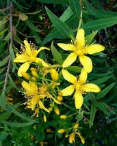 Canary Islands St.John&#39;s Wort - Hypericum canariense - 10+ seeds - E 289 - £1.55 GBP