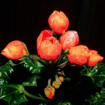 BELLFARM Geranium Seeds Conny Orange Perennial &#39;Red Blossom Rosebud&#39; Series - £4.91 GBP