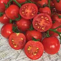 50 Seeds Ella Bella Tomato Juicy Tomatoe Vegetable Garden Fresh USA Shipping - £7.41 GBP