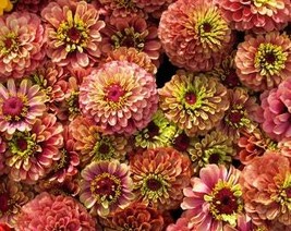 20 Organic Queeny Lime Mix Zinnia Elegans Mixed Colors Red Orange Yellow Pink Gr - $12.45