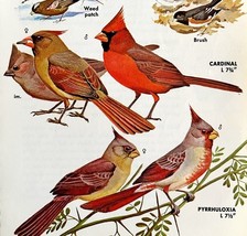 Cardinal Pyrrhuloxia And Other Birds 1966 Color Bird Art Print Nature AD... - $378.90 MXN