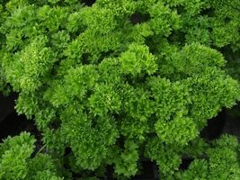 Fresh Triple Moss Curled Parsley Seeds - $4.00