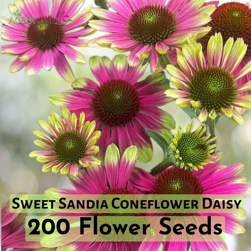 200 Sweet Sandia Coneflower Daisy Seeds – Vibrant Flower for Garden Poll... - $11.90
