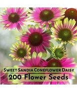 200 Sweet Sandia Coneflower Daisy Seeds – Vibrant Flower for Garden Poll... - $16.27 CAD