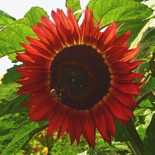 New Fresh Red Sun Sunflower Seeds Packet 25 Seeds  Scarlet - £9.02 GBP