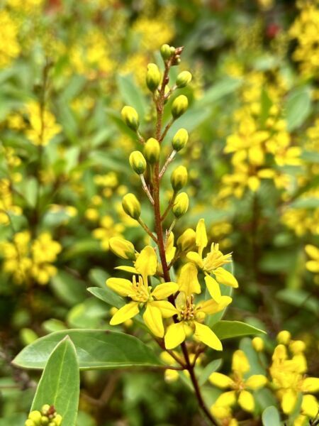 Galphimia Glauca Thryallis Shower Of Gold20 Seeds 2024 Fresh Garden