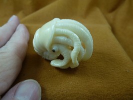 (TB-NAUTILUS-3) marine nautilus mollusk shed ANTLER figurine Bali detail... - $61.70