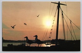 Scenic Maine Sunset With Seagulls And Sailboat Silhouette Vintage Postcard - $6.90