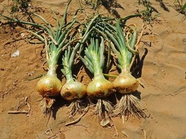 PS Texas Grano 502 Onion 100 Seeds Early Grano Variety Sizes Fast Grow - $166.68 MXN