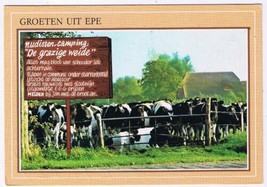 Holland Netherlands Postcard Groeten Uit Epe Cows Cattle - £1.71 GBP