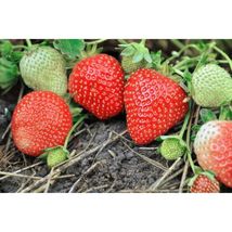 10 To 100 Rainier Strawberry Plants #SCN10 - £28.60 GBP+