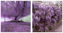 6-12&quot; Tall - Live Plant - 2.5&quot; Pot - Purple Wisteria Tree - Wisteria sinensis - £67.55 GBP