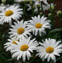 50 Pc Seeds Shasta Daisy Flower Plant, Daisy Seeds for Planting | RK - £11.57 GBP