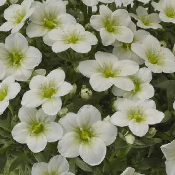 Healthy Starter Plug Saxifraga Plant Live Perennial &amp; Long Flowering Plant - £18.84 GBP