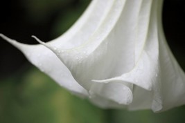 Snow White Angels Trumpet - 10 Rare Seeds-Tropical Stunning profusion of Flowers - £4.78 GBP