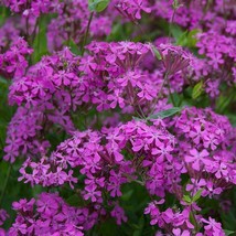 Fresh Catchfly None-So-Pretty Purple Flower Rock S Butterflies Nongmo 20... - $10.96