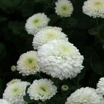 LimaJa Snow White Chrysanthemum Mums Flowers Garden Planting USA SELLER 200 Seed - £3.93 GBP