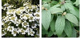 Live Potted Plants - 2 Alleghany Viburnum Shrubs/Bushes - 6-12&quot; Tall - 3&quot; Pots - £64.99 GBP