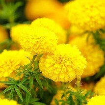 Fresh Seeds 75 Giant Crackerjack Mary Helen Marigold seeds - $8.98