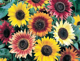 Sunflower Evening Colors Mix 62 Seeds Fresh Seeds USA - £5.55 GBP