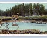 Park Deer Haynes 162 Yellowstone National Park UNP WB Postcard P14 - $9.85