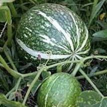 New Fresh Seeds 15 Treated Shark Fin Melon Squash Seeds Gom Bo Cucurbita Ficifol - £9.46 GBP