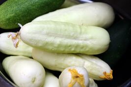 White Wonder Cucumber Seeds, Ivory King, White Albino, NON-GMO, FREE SHI... - $1.97+