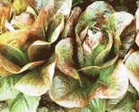 Lettuce Seeds Rouge D&#39;Hiver 400 Seeds  Non Gmo Fast Shipping - £7.20 GBP