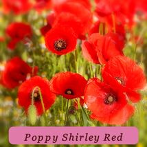 1910 Seeds Garden Favorite Poppy Shirley Red Flower - $2.95 CAD
