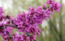 Cercis Gigantea Giant Redbud Tree Fresh Seeds - £14.87 GBP