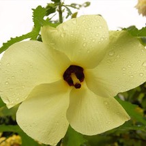 Sunset Hibiscus Seeds Abelmoschus Manihot 10 Seeds Usa Fast Shipping - $19.94