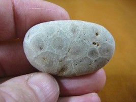 (F831-205) 1-3/4&quot; unpolished Petoskey stone fossil coral specimen MI state rock - £11.98 GBP