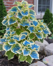 Item image 1 image 1