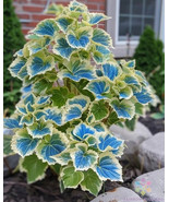 Fresh 25 Blue Dwarf Coleus Seeds for Garden - €9,41 EUR