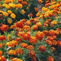 1000 Seeds French Marigold Mix Landscapers Pack Bulk Assorted Heirloom - £11.45 GBP