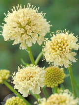 50 Seeds Scabiosa Atropurpurea &#39;Fata Morgana&#39; Flower Seeds - £3.90 GBP
