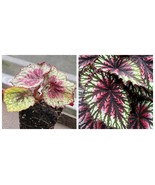 Painters Palette Rex Begonia Starter Plant - $117.60 CAD