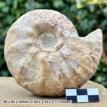 Vascoceras Glabrum Fossil Ammonite, Cretaceous Lower Turonian, Gombe Nigeria - - £45.15 GBP