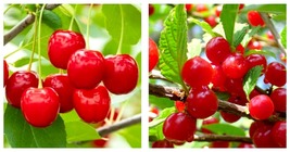 Top Seller - Joy Bush Cherry Plant - 3.25&quot; Pot - Red Cherry Fruit in Late Summer - £37.70 GBP