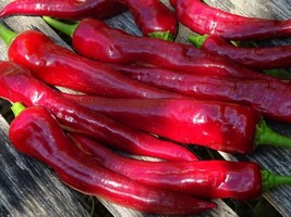 Red Chili Pepper Rokita Semi-Hot 30 Seeds Polish Heirloom Organic From 2022 USA  - £6.72 GBP