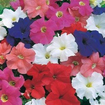 Petunia Seeds Petunia Dreams Mix 250 Pelleted Seeds Fast Shipping - £20.05 GBP