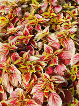 Vibrant Wuli Series Coleus Seeds Red Pale Pink And Gold Leaves With Serrated Edg - £5.09 GBP